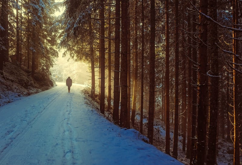 Morning walk in nature